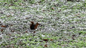 Cute fluffy red squirrel gnaws walnut in winter forest. A hungry mammal eats a nut. Rodent in its natural habitat. 4k 120 fps slow motion raw video
