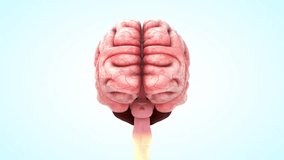 Human Organ Brain 3d rendered video clip