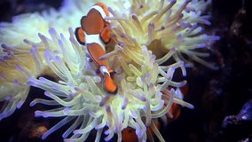 A Nemo fish plays hide and seek amongst the moving tentacles of a soft Sea Anemone. 4k super slow motion 120 fps raw cinematic video