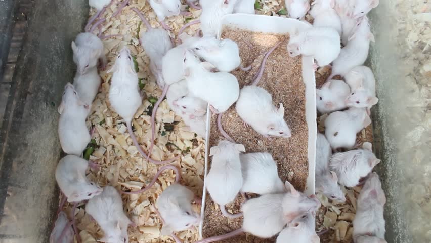 A group of small white mice are kept in a box cage to be sold in pet shops to be used as food for predators