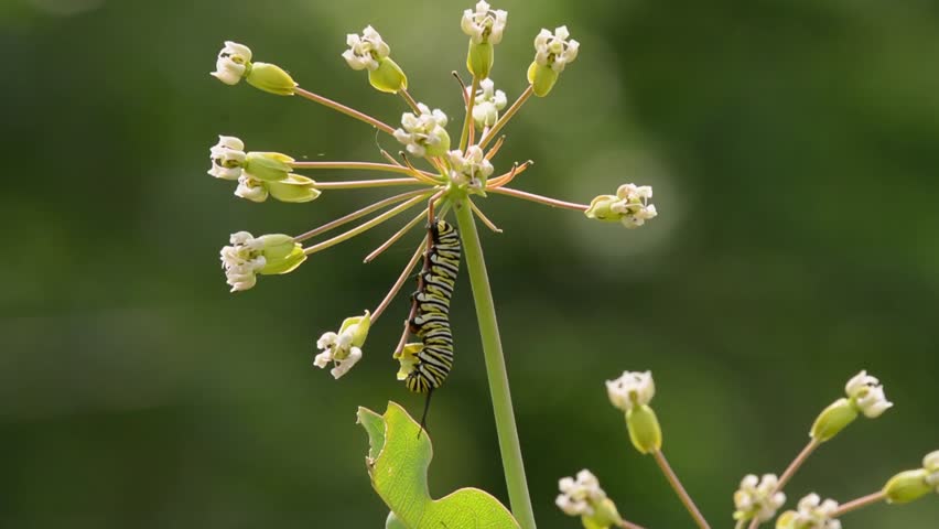 Late instar of a Monarch caterpillar feeding on Milkweed buds Royalty-Free Stock Footage #3424545773