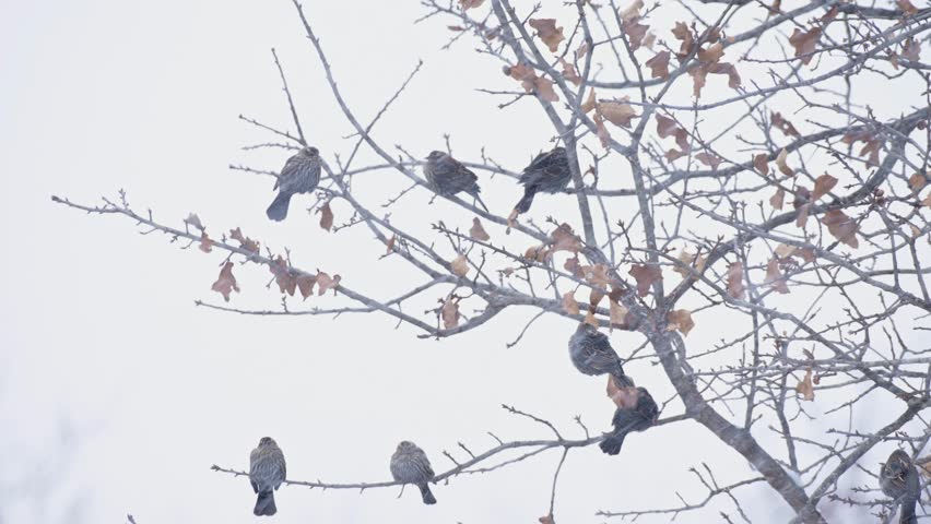 Female and immature Red-winged Blackbirds sitting in an oak tree in a snowstorm