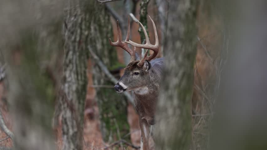 A large white tailed deer buck during the rut