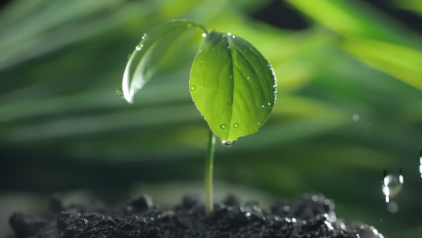 Green sprouts in the rain in slow motion. Green leaf plant in macro on a dark abstract background. Nature save and esg concept. Environment care