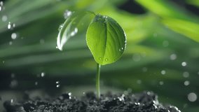Green sprouts in the rain in slow motion. Green leaf plant in macro on a dark abstract background. Nature save and esg concept. Environment care - Powered by Shutterstock - Get 15% off with code: PIKWIZARD15