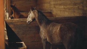 Domestic horses chew food standing in wooden stalls in barn. Large equestrian center with domestic animals feeding and living in stable closeup - Powered by Shutterstock - Get 15% off with code: PIKWIZARD15