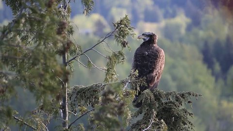 Eagle, Forest Hillside Background. A Juvenile bald eagles scans the surroundings from it's perch in a tree.