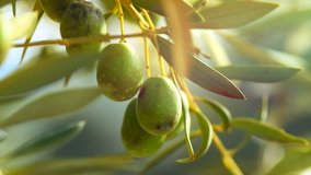 Olives. Ripe Olive on a tree. Growing Mediterranean Olives closeup. Olive oil. Healthy eating concept, diet. 4K UHD Video. Slow motion 120 fps
