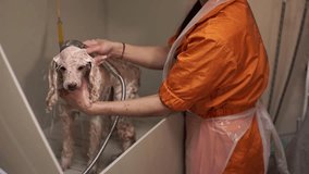 a woman is cutting a dog's hair. The dog is in the bathroom. They are washing the dog. slow motion video. High-quality shooting in 4K