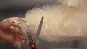 a woman cuts a dog's hair. close-up of a dog's paw. close-up of red scissors. slow-motion video. High-quality shooting in 4K