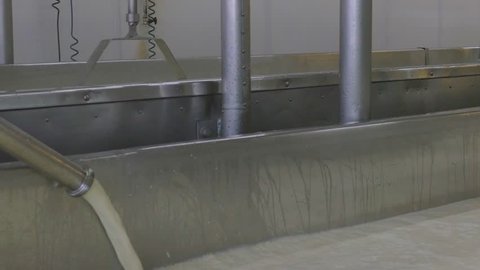 Milk being poured into vat to make cheese with