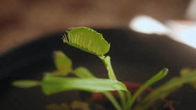 Close up of Venus flytrap or Dionaea muscipula carnivorous plant.