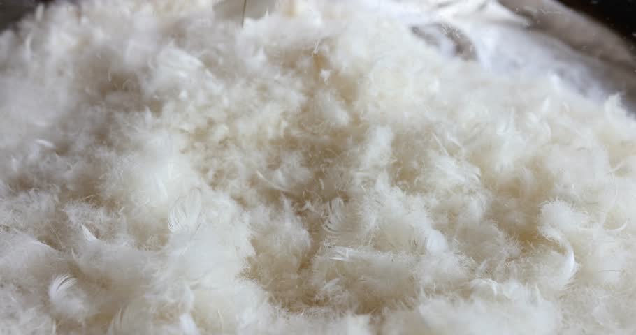 Natural down and feathers of bird closeup. Feathers for pillows