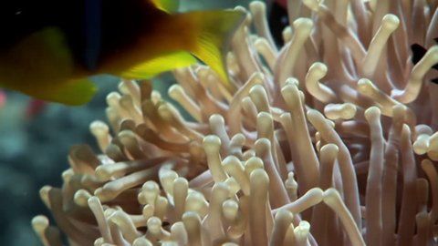 Clown fish in anemone underwater of Red sea. Colorful world of wild marine nature on background of beautiful lagoon. Awesome video of wildlife in Egypt.