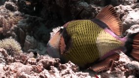 Toothy Balistidae fish Titan Triggerfish underwater Red sea. Relax video about marine nature of beautiful lagoon.