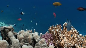 Fish in coral on clean blue background underwater Red sea. Colorful world of wild marine nature in beautiful lagoon. Awesome video of wildlife in Egypt.