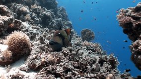 Toothy fish Titan Triggerfish underwater Red sea. Relax video about marine nature of beautiful lagoon.