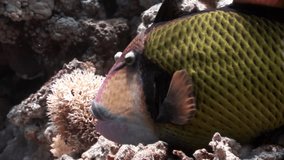 Toothy Balistidae fish Titan Triggerfish underwater Red sea. Relax video about marine nature of beautiful lagoon.