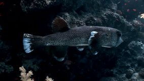 Diodon hystrix fish hedgehog Porcupinefish underwater Red sea. Colorful world of wild marine nature on background of beautiful lagoon. Awesome video of wildlife in Egypt.