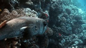 Close-up Diodon hystrix fish hedgehog Porcupinefish underwater Red sea. Colorful world of wild marine nature on background of beautiful lagoon. Awesome video of wildlife in Egypt.