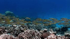 School of Yellowstripe Goatfish Mulloides Flavolineatus fish underwater Red sea. Colorful world of wild marine nature on background of beautiful lagoon. Awesome video of wildlife in Egypt.