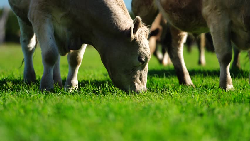 Beef cows and calves grazing on grass on a beef cattle farm in  Australia. breeds include murray grey, angus and wagyu Royalty-Free Stock Footage #3425229509