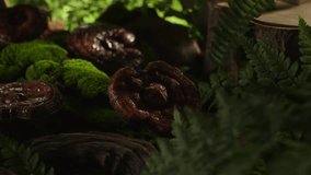 Ganoderma mushrooms grow in green moss in the old forest, sunlight penetrates each leaf. Natural simulation scenes for commercial purposes. Medical concept.
