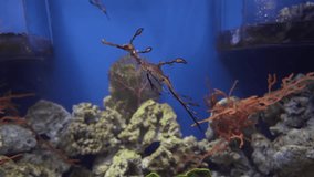 Leafy seadragon or Glauert's seadragon stock footage video