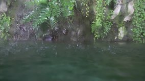 Rain drops fall into the tropical pond. Transition from under the water to land stock footage video
