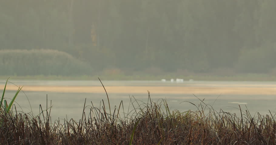 Dry grass on a shore of lake in fog with mute swans on other side