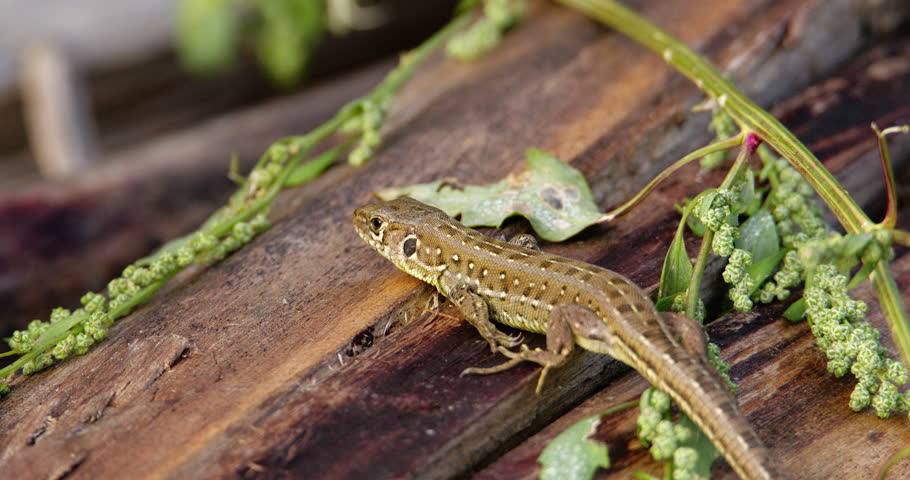 Close up footage of small cute sand lizard on a piece of wood on ground