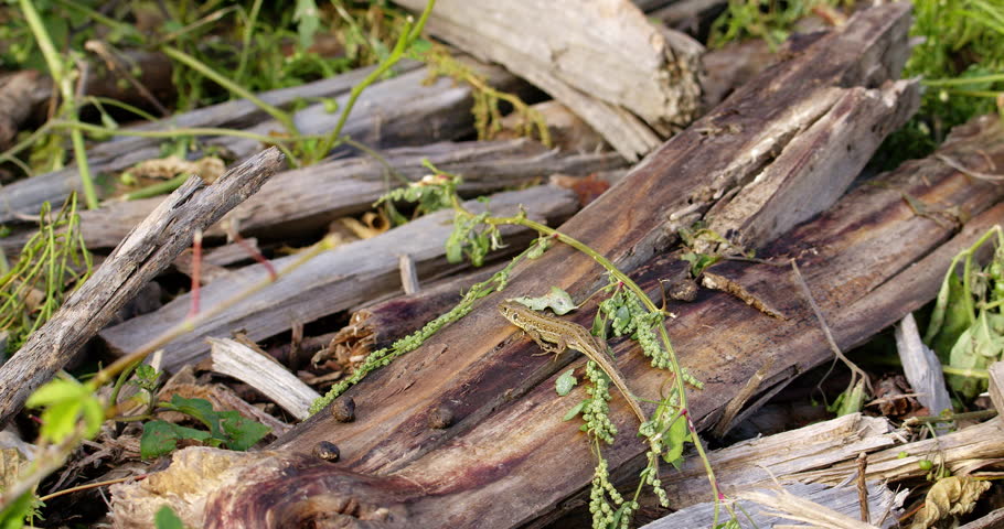 Small cute sand lizard on a piece of broken wood on ground