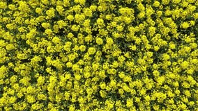 Flying up over beautiful flowering yellow rape field. Vertical video 4k