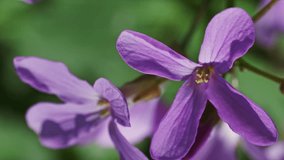 Pink wildflowers in the morning forest at springtime, macro. Vertical video - Powered by Shutterstock - Get 15% off with code: PIKWIZARD15