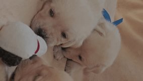 Young yellow labrador puppies dog. Vertical video