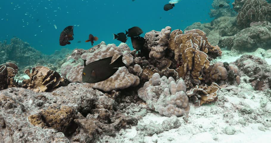 Beautiful underwater view of fishes near coral reefs. Royalty-Free Stock Footage #3425516673