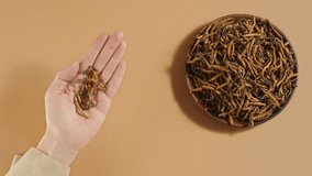 Cordyceps lies on the palm of the hand, holding a cordyceps in one hand and looking closely. A plate of cordyceps displayed on a pastel brown background.