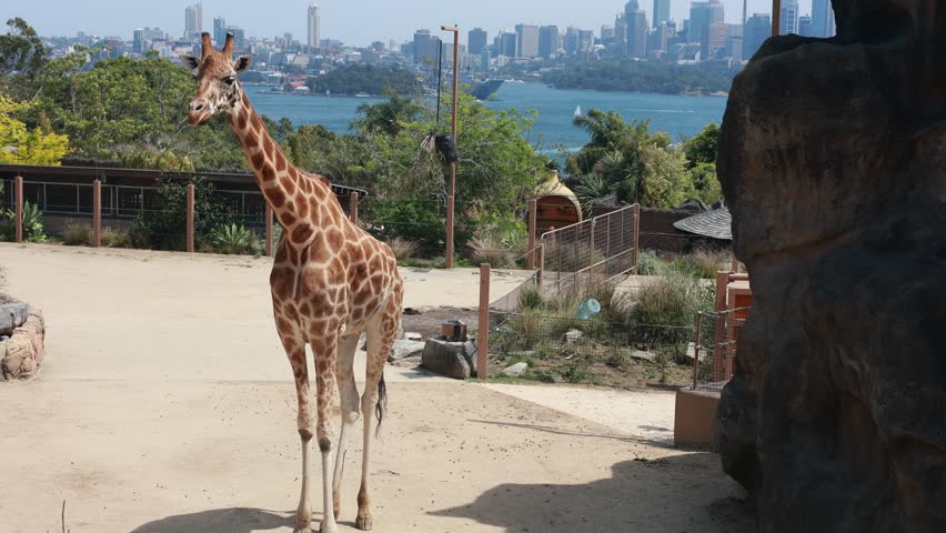 A zoo with ocean and giraffe views in Sydney, Australia Royalty-Free Stock Footage #3425606215