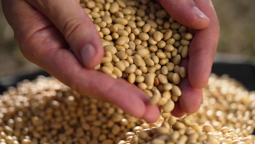 Agriculture. Production farm. farmer holds in his hand soybean seeds harvest in bag. Agronomist worker farmer harvests soybean crop. farmer pours soybean grains into bag. Agricultural business concept