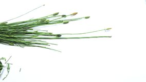 video, green medicinal plant equisetum arvense, the field horsetail or common horsetail studio shot, isolated, white background, top view