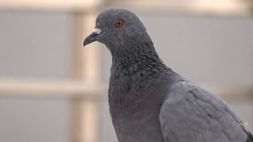 Close-up view of A wild gray blue pigeon bird sitting on house roof.