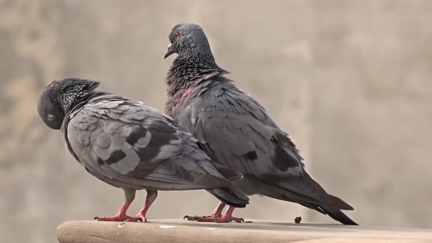 Close-up view of A wild gray blue pigeon bird sitting on house roof. Royalty-Free Stock Footage #3425675863