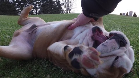 cute english bulldog puppy getting belly rub and then chasing owner 4k gimbal