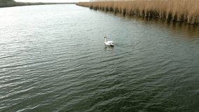 Beautiful nature footage of mute swan swimming on a Timis river in Serbia