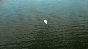 Amazing nature footage of mute swan swim alone in rippling river