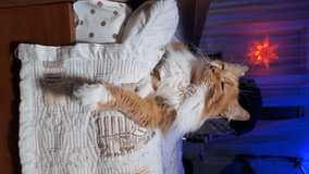 Beautiful fluffy domestic ginger cat that is lying on the bed. Vertical video