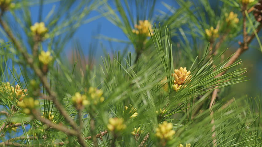 Pine Tree And Pine Blossoms Green Natural Background. Blooming European Pine. Young Pine Buds. Pan. Royalty-Free Stock Footage #3425795667
