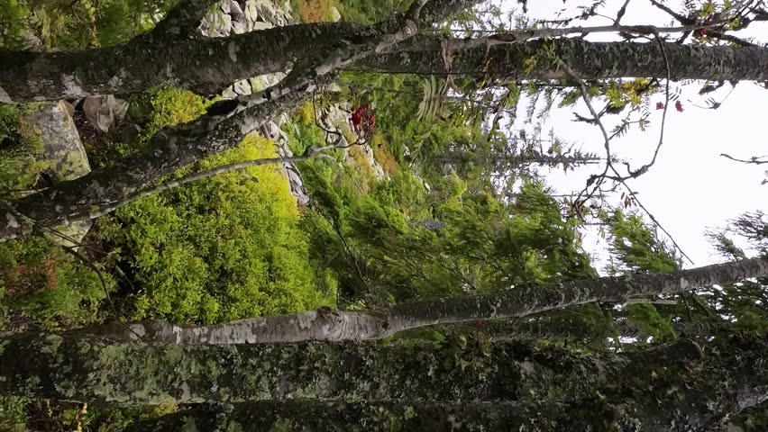 Man and woman with trekking poles climbing a forest road while hiking