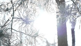 Pine branches frozen by frost close-up  - Powered by Shutterstock - Get 15% off with code: PIKWIZARD15