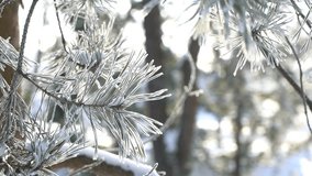 Pine branches frozen by frost close-up  - Powered by Shutterstock - Get 15% off with code: PIKWIZARD15
